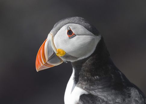 ILovePuffins.jpg